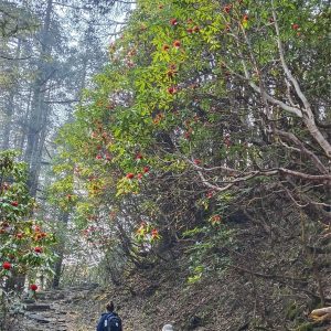 Helambu Trek