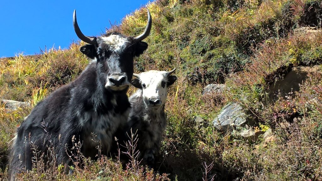 The Yak